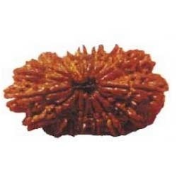 Manufacturers Exporters and Wholesale Suppliers of Sixteen Faced Rudraksha Faridabad Haryana